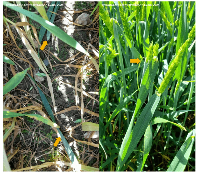 Impact de la grêle avec des F1 arrachées et tombées par terre