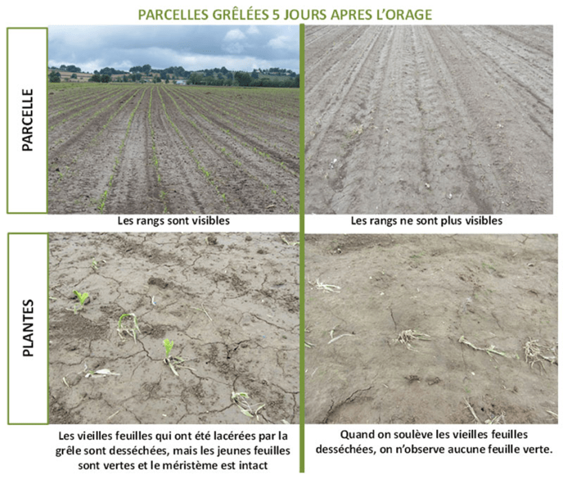 Parcelles grêlées 5 jours après l’orage
