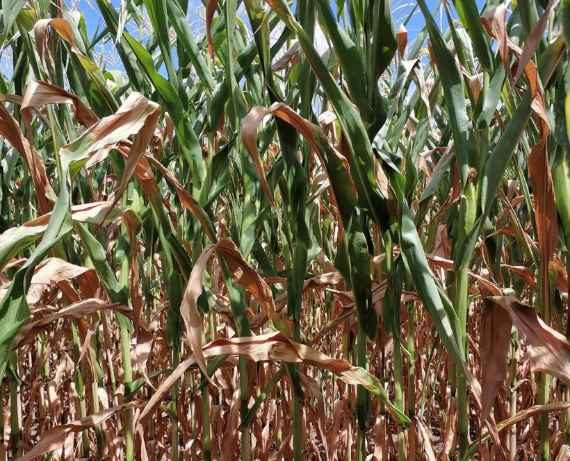 PHOTO MF plus de 5 feuilles vertes