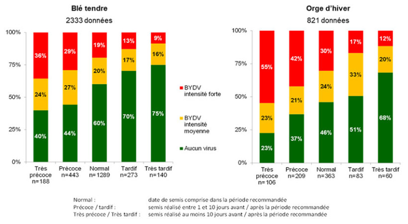 Figure 1 : Intensité de détection de virus de la jaunisse nanisante de l’orge (BYDV) selon la date de semis