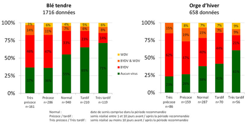 Figure 2 : Fréquence de détection de virus de la jaunisse nanisante de l’orge (BYDV) et/ou de la maladie des pieds chétifs (WDV) selon la date de semis