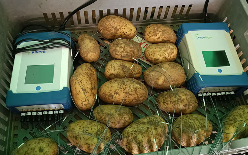 Suivi de la germination des pommes de terre par électrophysiologie avec la technologie de la société Vivent (© ARVALIS)