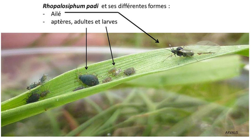 Formes ailée / aptère : exemple espèce Rhopalosiphum padi