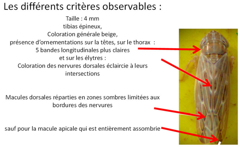 Sur piège chromatique
