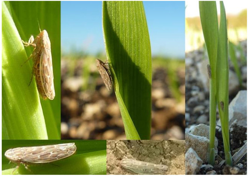 2- Photographies sur parcelles 