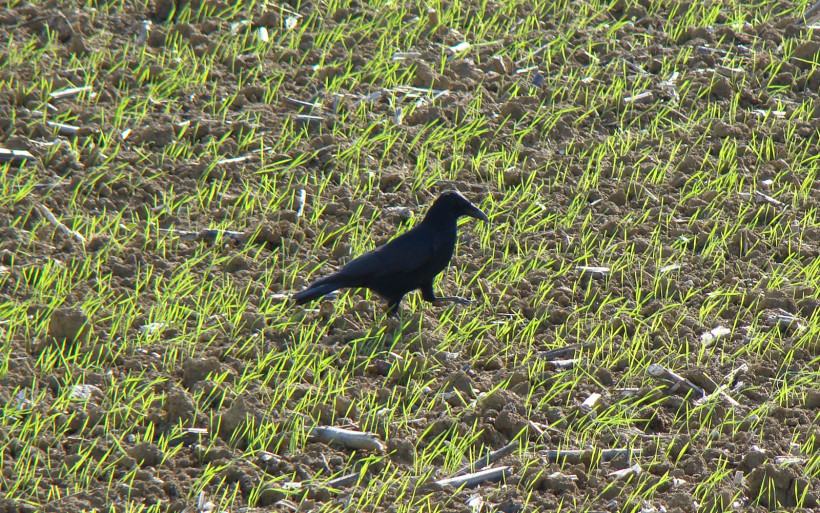 corneille noire