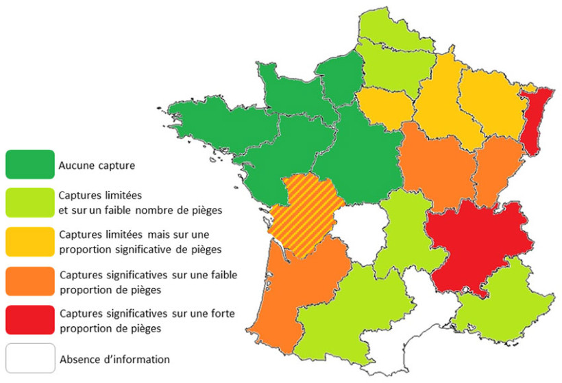Carte 1 : Répartition simplifiée de la chrysomèle du maïs en France en 2025