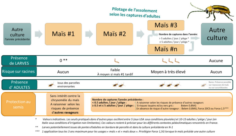 Figure 3 : Stratégie de lutte contre la chrysomèle du maïs dans les secteurs où les populations sont abondantes