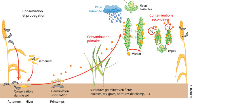 Figure1 : Cycle biologique de l'ergot des céréales