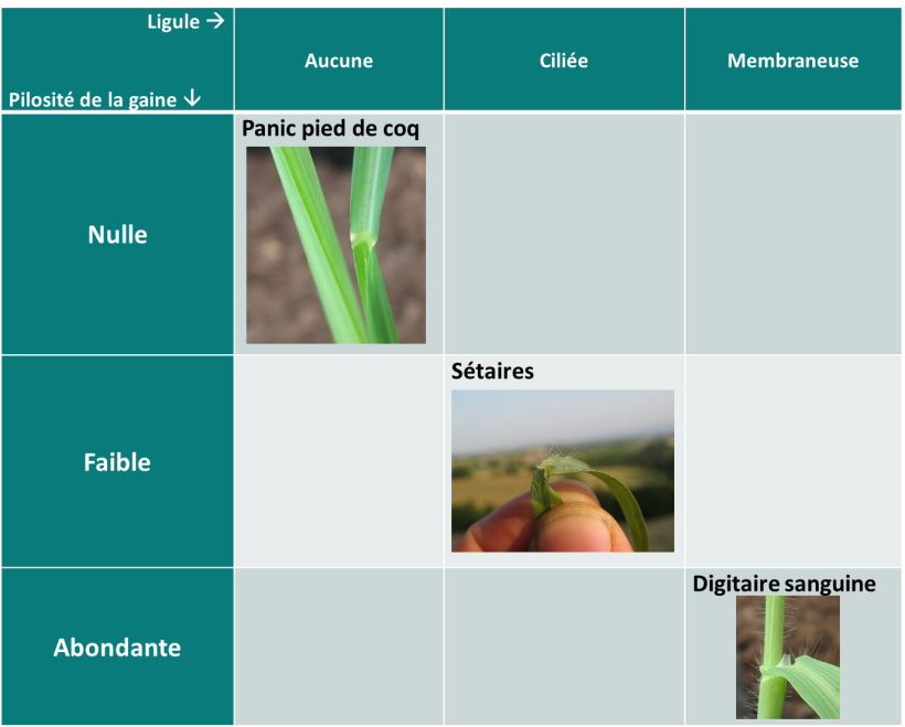 Tableau 1 : classification simplifiée des graminées estivales