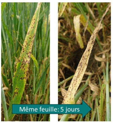 Sénescence après ramulariose 