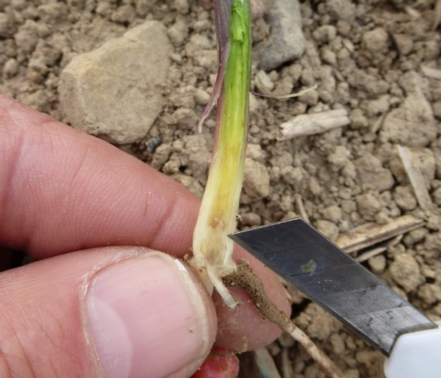 dégât interne dans une tige coupée de jeune plante de maïs attaquée par la mouche géomyze