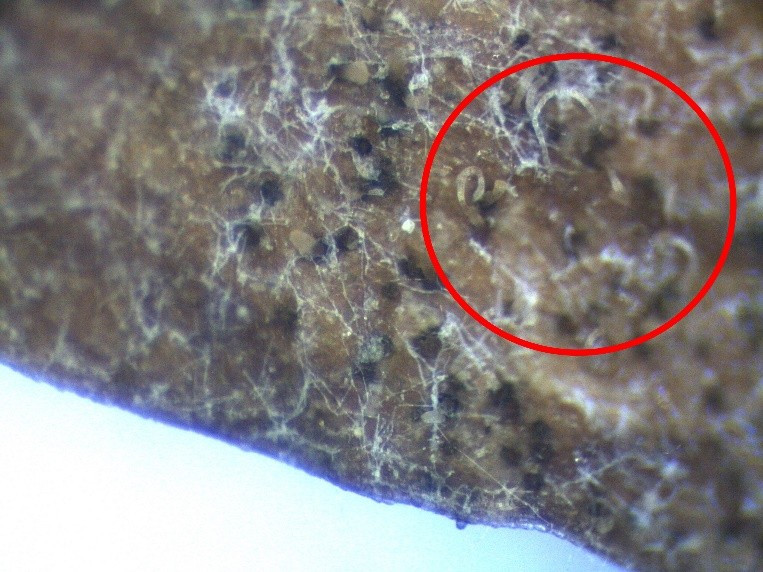 Observation de pycnides et cirrhes (à l'intérieur du cercle rouge)