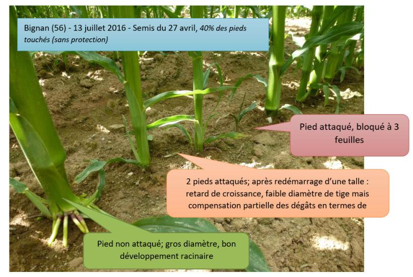 Bignan (56) - 13 juillet 2016 - Semis du 27 avril, 40% des pieds touchés (sans protection)