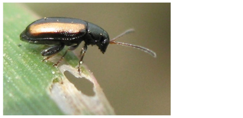Altise des céréales, caractérisée par deux bandes longitudinales sur les élytres
