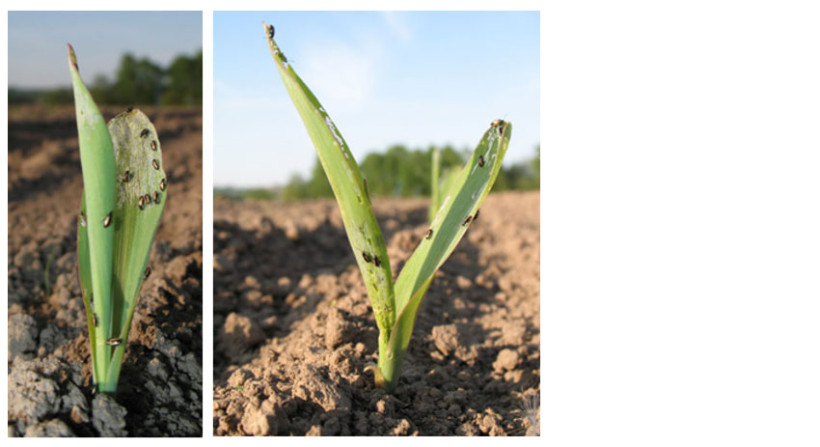 Symptômes de fortes attaques avec décapage du limbe
