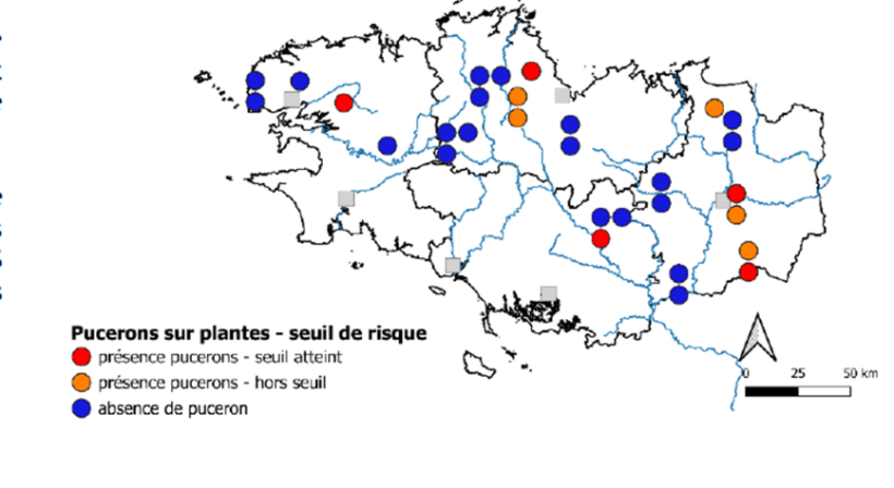 Carte 1 : Présence de pucerons et seuil de risque – source : BSV bretagne du 2/12/2025