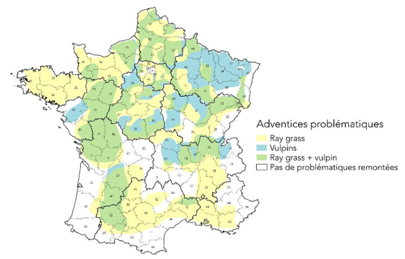 Carte 1 : Répartition des signalements de graminées automnales problématiques (ray-grass et vulpin) – enquête 2025 auprès de 80 acteurs locaux
