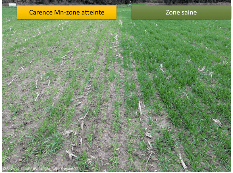 Comparaison zone atteinte carence en Mn vs zone saine