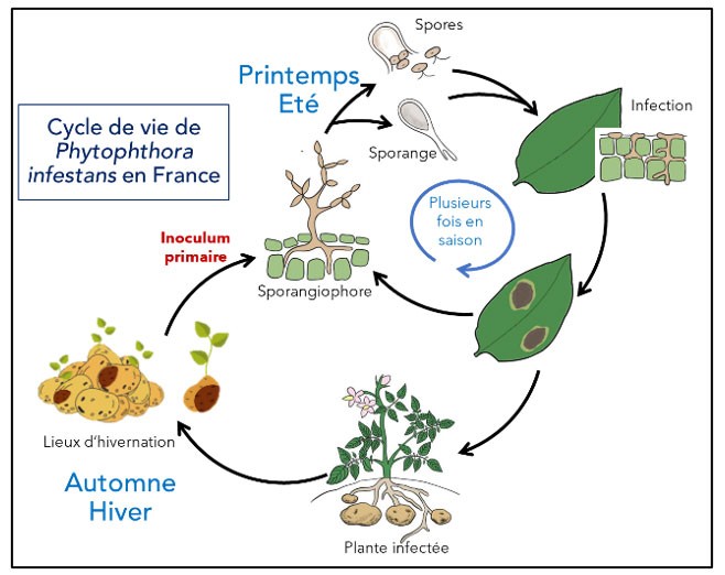 Figure 1 : Cycle de vie de l’agent pathogène responsable du mildiou de la pomme de terre en France