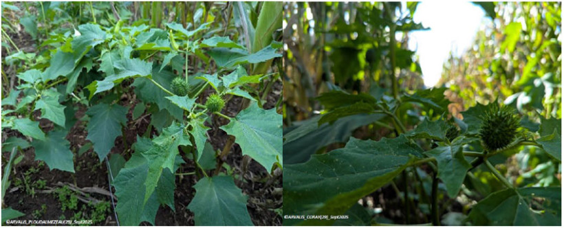 Présence de bogues contenant les graines (© ARVALIS Bretagne)