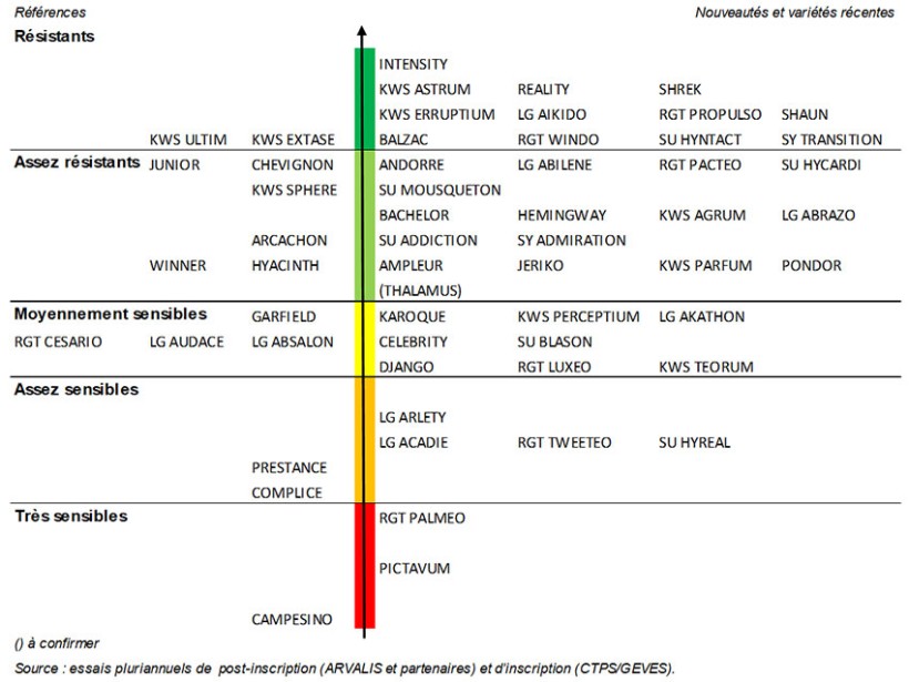 Figure 5 : Classement de résistance à la rouille jaune des différentes variétés de blé tendre