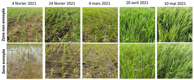 Observation de l’évolution de deux zones ennoyée et non ennoyée, sur le site d’En Crambade (31)