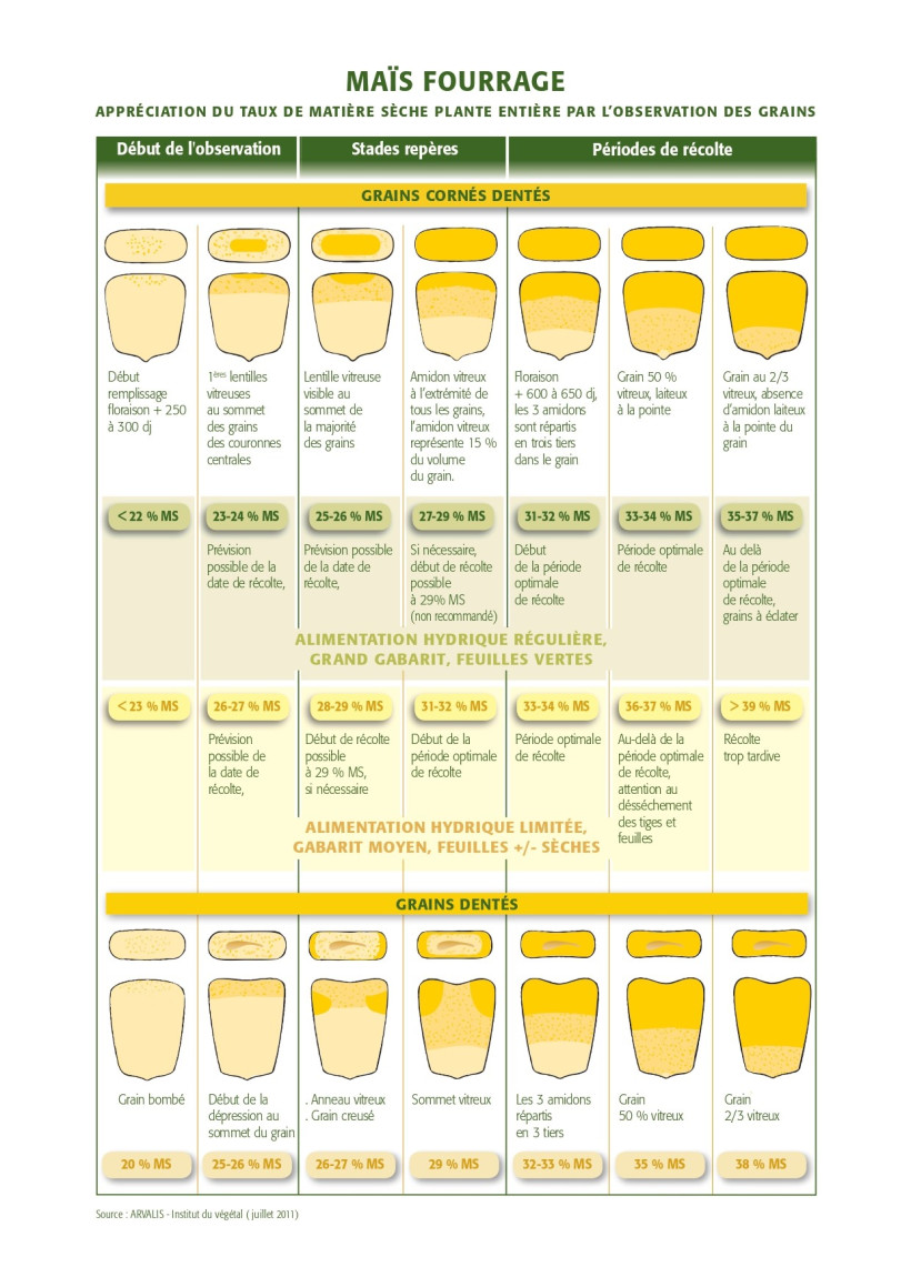 grille de maturation des grains maïs fourrage