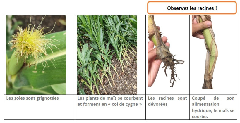 Observation de la chrysomèle