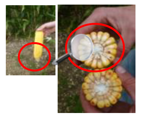 Observation d'un épi de maïs coupé en deux