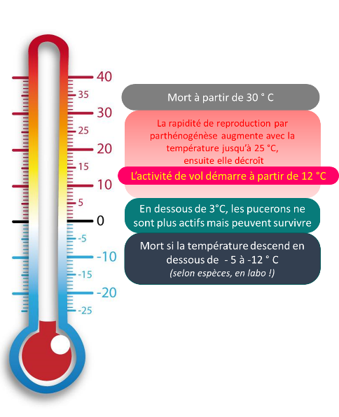 Figure 1 : Seuils de résistance des pucerons aux températures