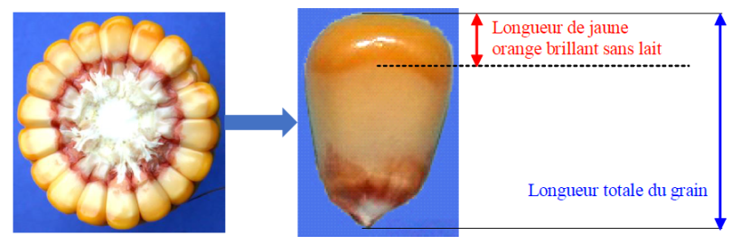 Repérage sur la couronne d'un épi de maïs