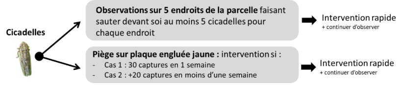 Schéma 2 : Seuil de nuisibilité des cicadelles