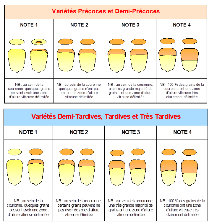 Figure 1 : Grille d’évaluation du stade du maïs par observation du grain
