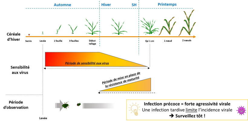 Figure 4 : Stades de sensibilité des céréales aux virus et périodes d'observation