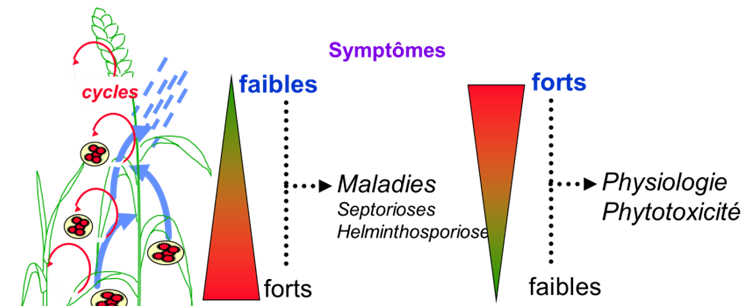 Figure 2 : Répartition des symptômes