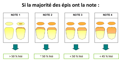 Figure 2 : règle pour déterminer l'humidité de la parcelle
