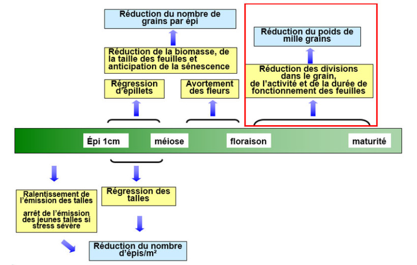 Figure 1 : Effets du stress hydrique sur le rendement en fonction du stade auquel il apparaît