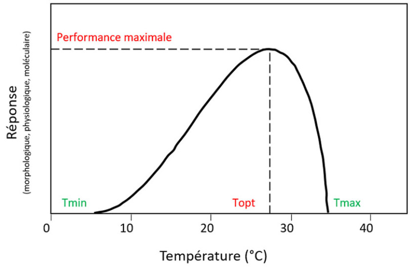Figure 1 : Courbe théorique de la réponse à la température d’un processus physiologique ou moléculaire (croissance, réaction enzymatique, taux de photosynthèse, taux de germination…)