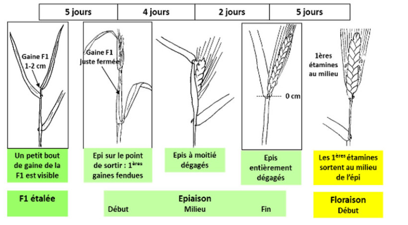Figure 1 : Stades-clés du blé dur durant la période dues traitements fongicides