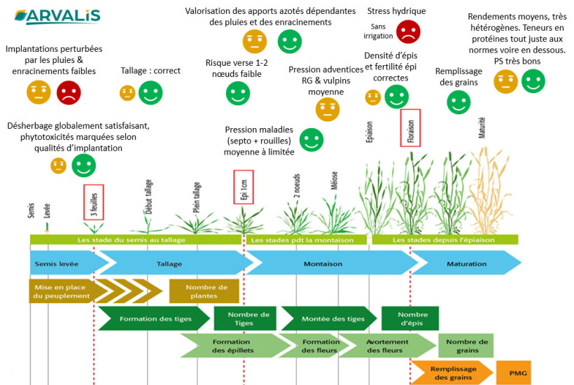 Figure 1 : Résumé des faits marquants de la campagne blé tendre 2024-2025 en régions Centre-Val de Loire et Ile-de-France