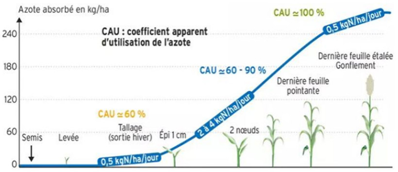 Figure 1 : Cinétique d'absorption et de valorisation de l'azote sur un blé (ARVALIS)