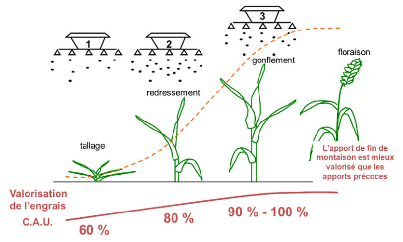 Figure 2 : Besoins azotés du blé à partir du stade Epi 1 cm.