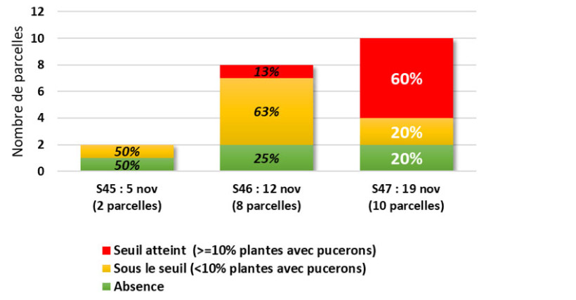 Figure 1 : Synthèse des observations pucerons sur blé tendre en Bretagne