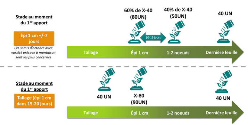 Schéma 1 : Deux exemples de stratégie de fertilisation selon le stade au moment du 1er apport
