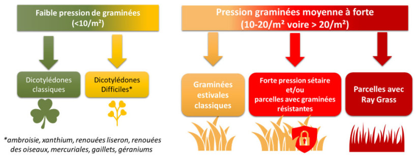 Figure 1 : Raisonnement des programmes de désherbage sur graminées