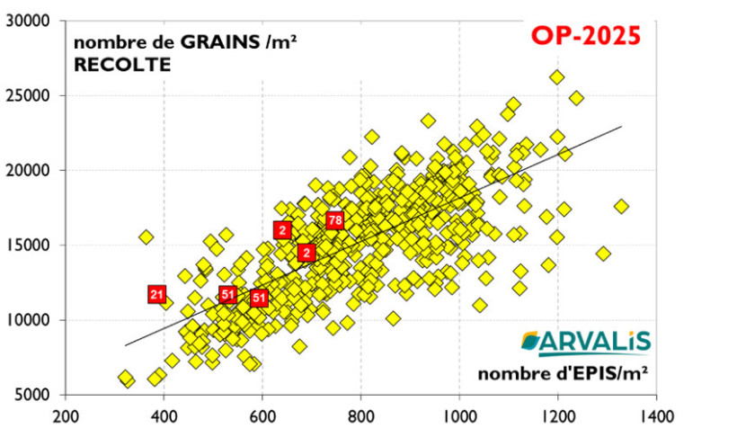 Figure 1 : Nombre de grains/m² en fonction du nombre d’épis en 2025 - Observatoire ARVALIS