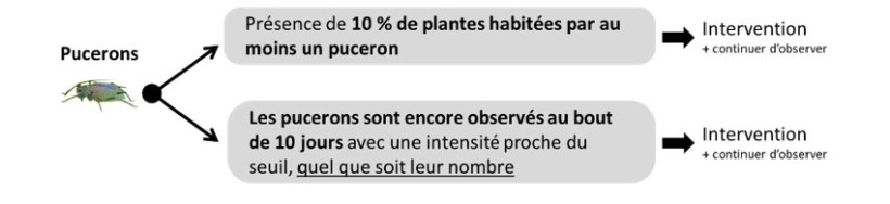 Schéma 1 : Seuils de risque pucerons