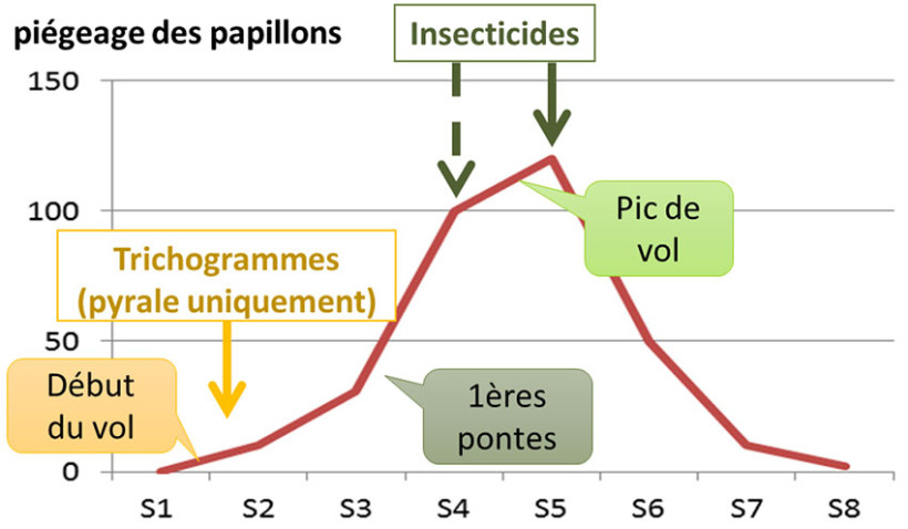 Figure 1 : Positionnement des interventions contre les pyrales (courbe de piégeage « fictive »)
