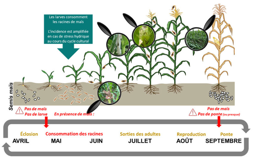 Figure 1 : Eléments de biologie de la chrysomèle du maïs et de son incidence sur la culture